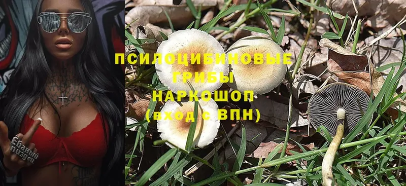 что такое   Заволжье  Псилоцибиновые грибы MAGIC MUSHROOMS 